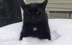 北京蓝色暴雪预警 看看这些猫第一次见到雪的反应吧！