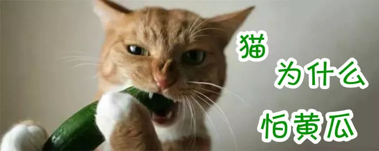 猫为什么怕黄瓜