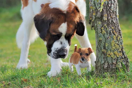 圣伯纳犬好养吗 圣伯纳犬好不好养