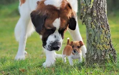 圣伯纳犬好养吗 圣伯纳犬好不好养