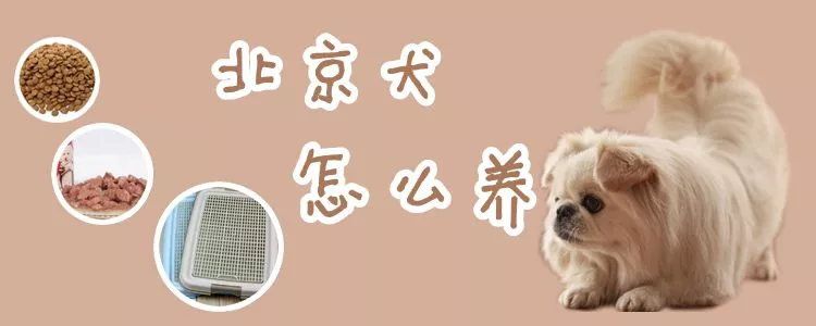 北京犬怎么养