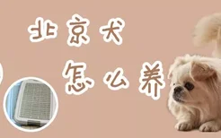 北京犬怎么养