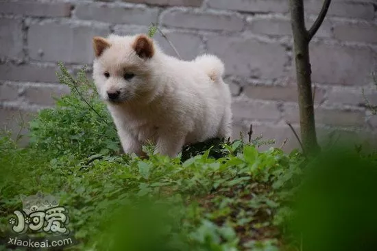 中华田园犬怎么喂养 中华田园犬喂养注意事项2