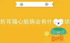 折耳猫心脏病会有什么症状