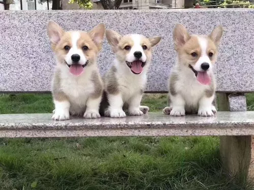 边牧幼犬几个月开始驱虫