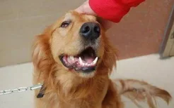狗狗牙齿黄怎么办 狗狗牙齿清洁护理方法
