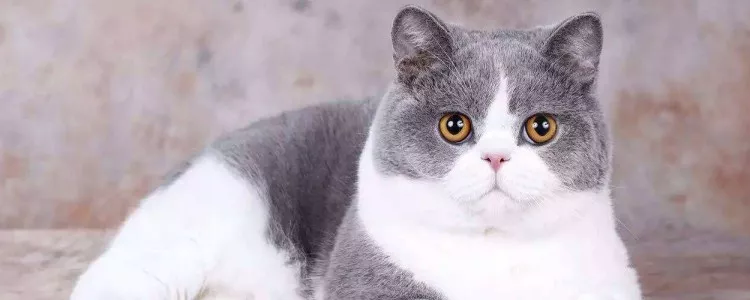 猫咪化毛膏吃多了会怎样 吃太多了会伤害猫咪肝脏的！