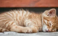 猫咪打完疫苗发抖是为什么 是药物过敏了吗？