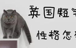 英国短毛猫性格怎么样