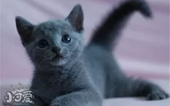 怎么训练蓝猫记住自己名字 俄罗斯蓝猫训练之记名字