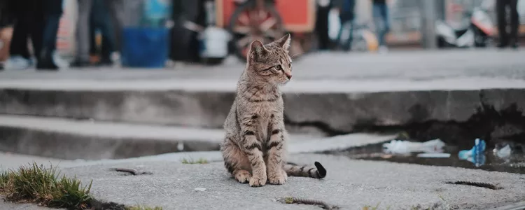 猫到冬天有什么变化 身为合格铲屎官要知道的事猫到冬天有什么变化 身为合格铲屎官要知道的事