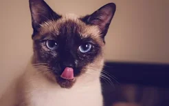 暹罗猫幼猫肺炎的症状 要记得及时治疗哦！