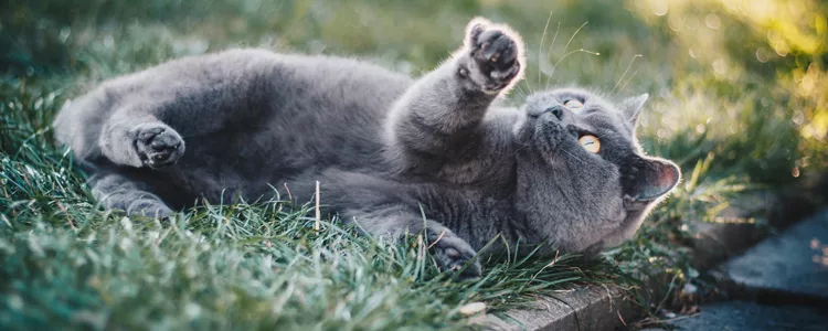 猫咪到底需不需要遛 不是所有的猫都可以遛的！猫咪到底需不需要遛 不是所有的猫都可以遛的！