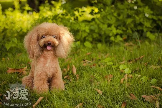 贵宾犬便秘怎么办 贵宾犬便秘解决方法1