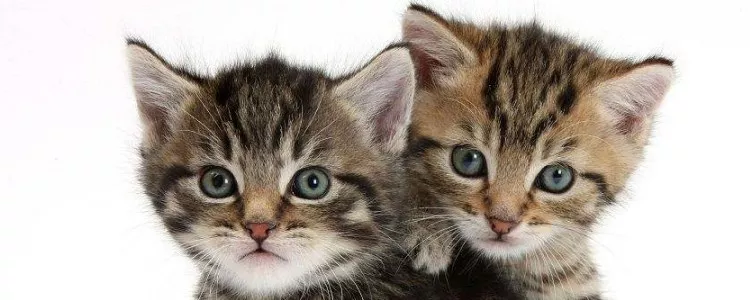 小猫多大可以吃猫粮 3-4个月是吃猫粮的最佳阶段！小猫多大可以吃猫粮 3-4个月是吃猫粮的最佳阶段！小猫多大可以吃猫粮