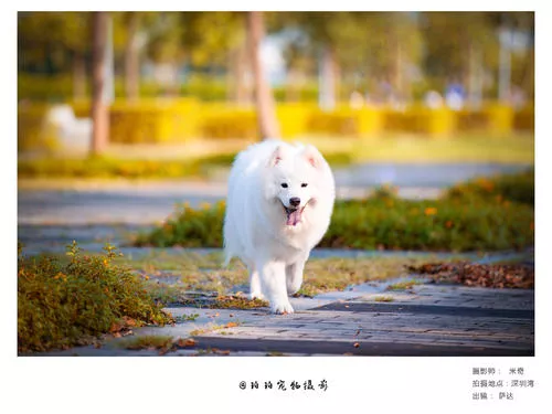 萨摩耶犬版贵还是狼版贵