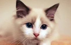 布偶猫尴尬期的症状 布偶猫尴尬期要特殊对待吗？