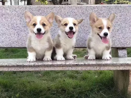 台湾高山犬幼犬多少钱