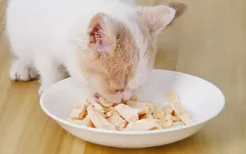 猫咪可以吃生鸡胸肉吗