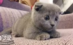 俄罗斯蓝猫得了猫癣如何治疗 猫癣治疗方法介绍