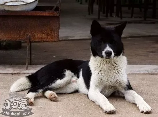 中华田园犬拉稀怎么办 土狗拉肚子治疗办法1