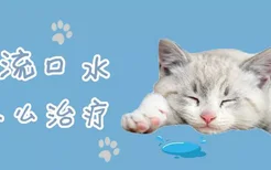 猫流口水怎么治疗