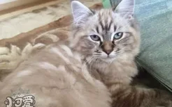 拉邦猫怎么训练 拉邦猫训练注意事项