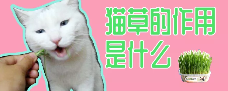 猫草的作用是什么