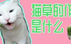 猫草的作用是什么