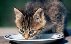 幼猫粮与成年猫粮有什么区别 二者区别介绍