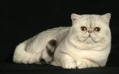 加菲猫不爱吃东西怎么办 异国短毛猫喂养方法