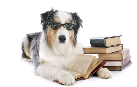 狗狗智商排名前十名 这些聪明的狗狗你养了几条？