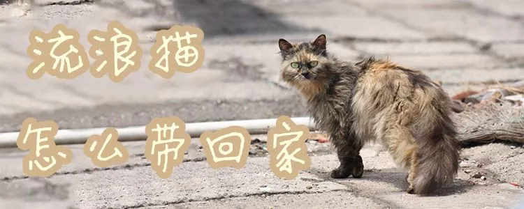 流浪猫怎么带回家1