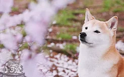 柴犬怎么预防感冒 柴犬预防感冒做法