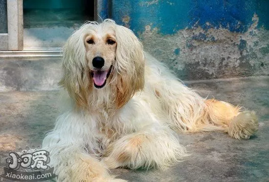 阿富汗猎犬吃什么狗粮好 阿富汗猎犬狗粮选择技巧