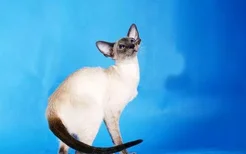 暹罗猫生育需要多长时间 初次生产的猫是不同的哦！