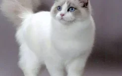 海双布偶猫什么意思 是一种最受欢迎的毛色哦！