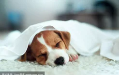 爱斯基摩犬幼崽多少钱一只