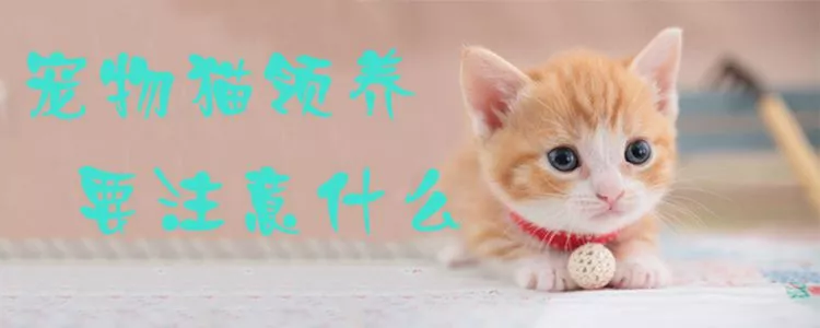 宠物猫领养要注意什么