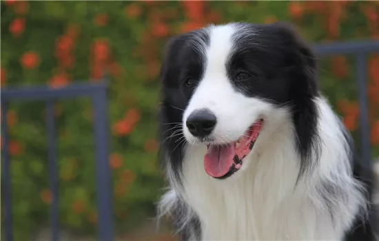 边境牧羊犬的营养问题 这些问题值得你关注！边境牧羊犬的营养问题