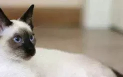暹罗猫为什么会糊 是不是真的很神奇！