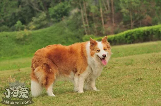 边境牧羊犬乱吠叫怎么制止 边牧停止乱吠叫训练教程1