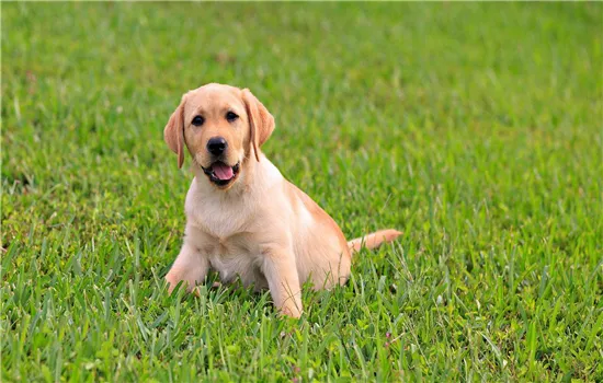 金毛犬多少钱一只 给你最全面的参考价格