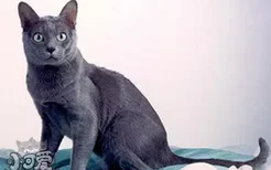 科拉特猫猫瘟怎么治疗 猫瘟隔离治疗方法