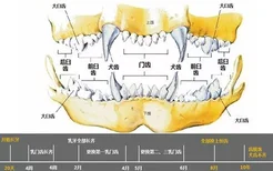 狗狗牙齿年龄图解 狗狗年龄牙齿对照表