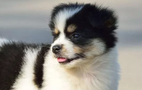 边境牧羊犬的营养问题 这些问题值得你关注！边境牧羊犬的营养问题