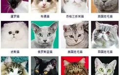 猫品种大全 采用美国CFA标准