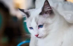 布偶猫冬天颜色变深 如何防止布偶猫冬天变黑脸？