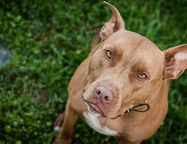 已存在至少五千年的古老犬种—法老王猎犬已存在至少五千年的古老犬种—法老王猎犬