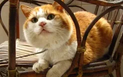 英国短毛猫母猫多大可以绝育 猫咪绝育后该怎么避免发胖？